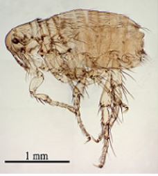 cats with skin problems2